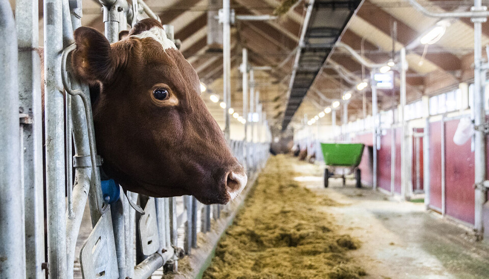 Klimagassutslippene fra jordbruket har gått jevnt og trutt nedover de siste årene, viser statistikk fra SSB.
